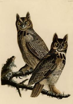 John James Audubon : Great horned owl
